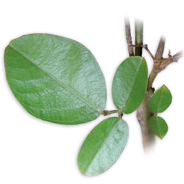 DESMODIUM ADSCENDENS SORIA NATURAL